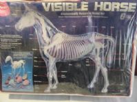 MODEL - THE VISIBLE HORSE