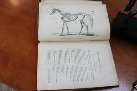 GIAMBOLOGNA MEDICI HORSE, 100+ YEAR OLD VETERINARY BOOK AND SYRINGE