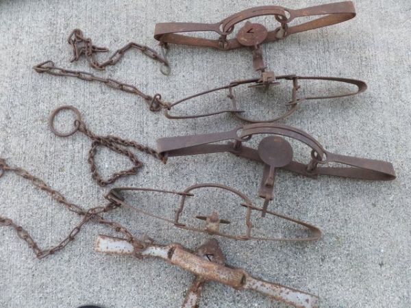 5 ANIMAL TRAPS WITH STAKE OUT CHAINS