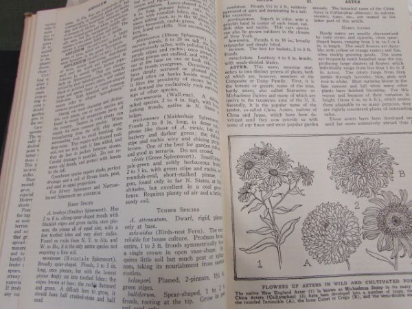 ONE ANTIQUE & TWO VINTAGE GARDENING BOOKS.