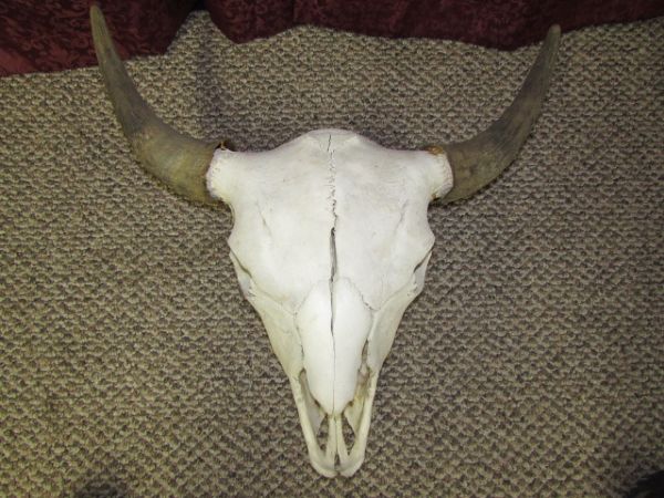 LARGE CATTLE SKULL WITH HORNS & TEETH
