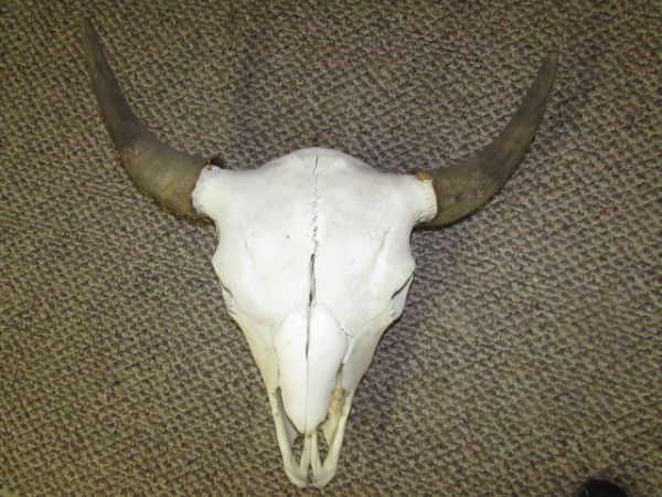 LARGE CATTLE SKULL WITH HORNS & TEETH