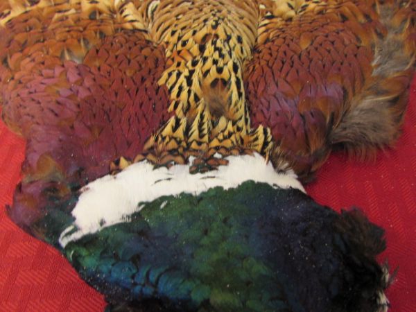 FULL BODY PHEASANT FEATHERS FOR CRAFTS OR FLY TYING