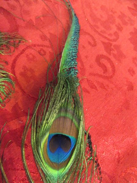 OVER 35 BEAUTIFUL PEACOCK FEATHERS