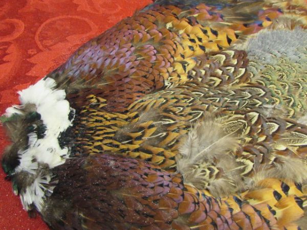 BEAUTIFUL PARTRIDGE CAPE & TAIL FEATHERS  GREAT FOR FLY TYING, CRAFTING OR . . . . .