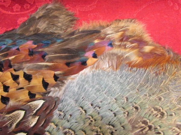 BEAUTIFUL PARTRIDGE CAPE & TAIL FEATHERS  GREAT FOR FLY TYING, CRAFTING OR . . . . .