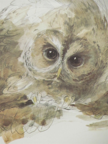 WONDERFUL FRAMED PRINT OF OWL NATUGLE STRIX ALUCO BY DANISH ARTIST MADS STAGE