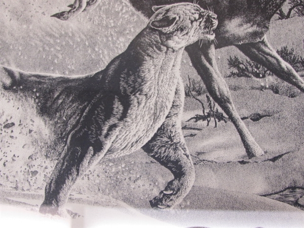 VINTAGE VERY UNIQUE BLACK & WHITE DRAWING OF A COUGAR & WHITETAIL DEER 