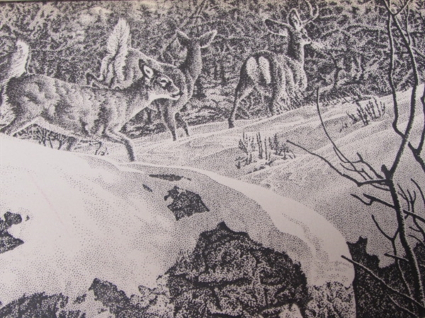 VINTAGE VERY UNIQUE BLACK & WHITE DRAWING OF A COUGAR & WHITETAIL DEER 