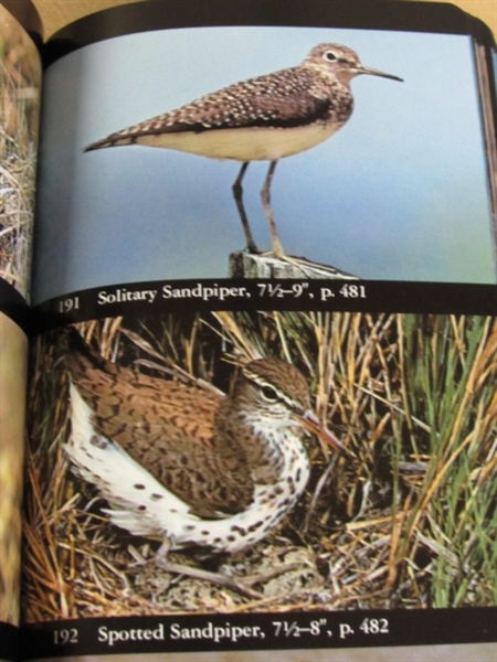 ALL ABOUT BIRDS-VINTAGE AUDUBON SOCIETY FIELD GUIDE TO N. AMERICAN BIRDS & COFFEE TABLE BIRD BOOK