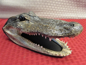HES WATCHING YOU --- ALLIGATOR FOR YOUR WINDOW! REAL TAXIDERMY ALLIGATOR HEAD