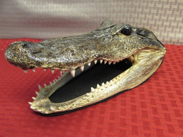 HE'S WATCHING YOU --- ALLIGATOR FOR YOUR WINDOW! REAL TAXIDERMY ALLIGATOR HEAD
