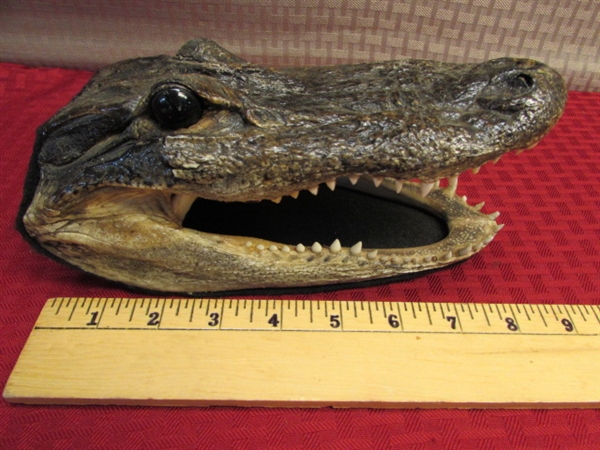HE'S WATCHING YOU --- ALLIGATOR FOR YOUR WINDOW! REAL TAXIDERMY ALLIGATOR HEAD