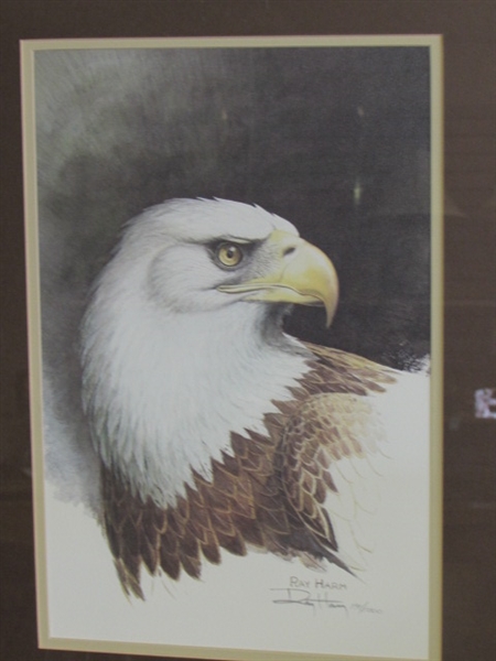 MAJESTIC BALD EAGLE PORTRAIT BY RAY HARMS, SIGNED & NUMBERED WITH COA