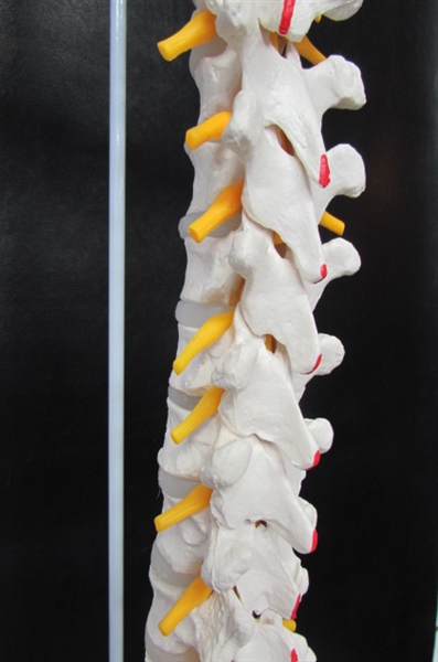 Flexible Spine Model with Femur Heads and Painted Muscles, Flexible, Life Size, 34”, Stand Included