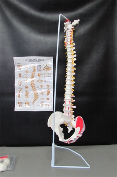 Flexible Spine Model with Femur Heads and Painted Muscles, Flexible, Life Size, 34”, Stand Included
