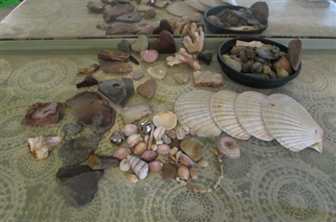 SMALL SHELL ROCK AND CORAL COLLECTION