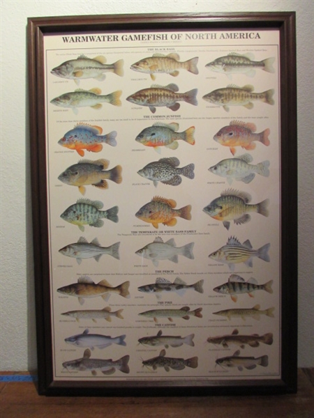 WARMWATER GAMEFISH OF NORTH AMERICA FRAMED PRINT