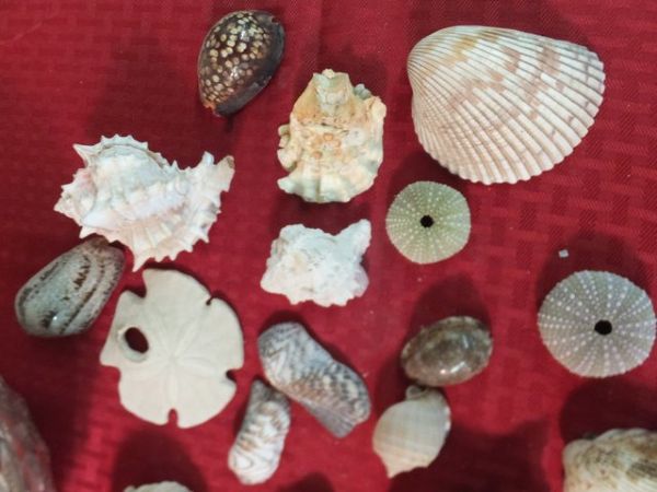 NICE OLDER SEASHELL COLLECTION, URCHINS, CORAL AND A GOOD VARIETY OF SHELLS