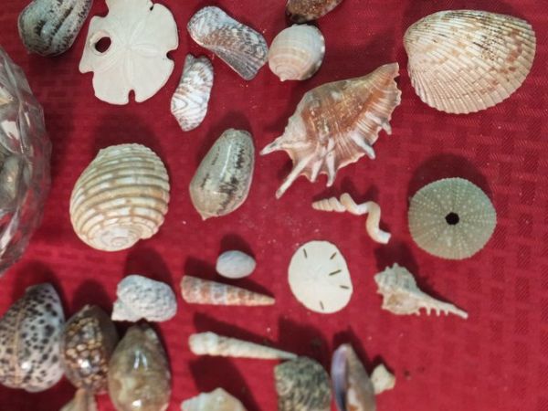 NICE OLDER SEASHELL COLLECTION, URCHINS, CORAL AND A GOOD VARIETY OF SHELLS