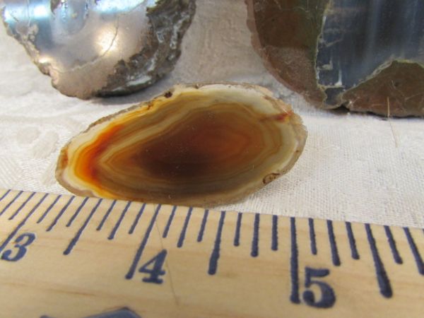 TWO THUNDER EGGS - SLICED AND POLISHED!  TWO FABULOUS AGATE SLICES, GEODE!