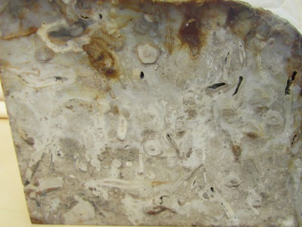 LARGE PETRIFIED ROCK SPECIMEN WITH FOSSILIZED SEA CREATURES