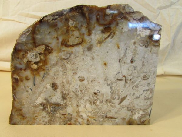 LARGE PETRIFIED ROCK SPECIMEN WITH FOSSILIZED SEA CREATURES