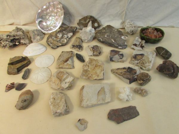 FOSSILIZED ROCK COLLECTION, AMAZING SHARK TOOTH & MORE