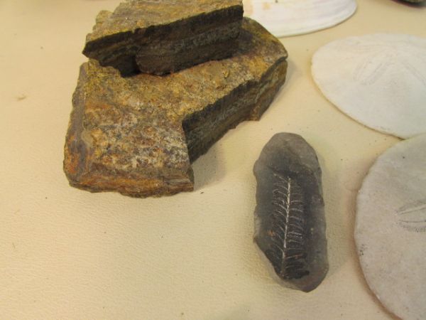 FOSSILIZED ROCK COLLECTION, AMAZING SHARK TOOTH & MORE