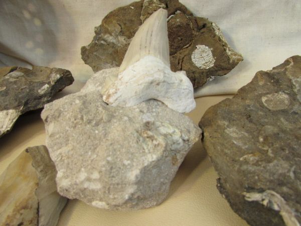 FOSSILIZED ROCK COLLECTION, AMAZING SHARK TOOTH & MORE