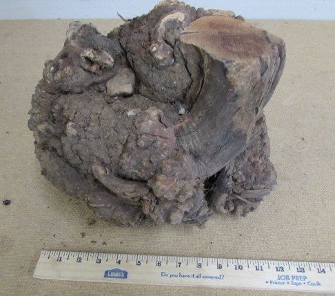 MANZANITA BURL