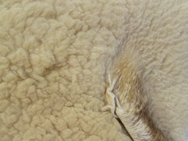 NICE CONDITION SHEEP SKIN RUG/WALL HANGING