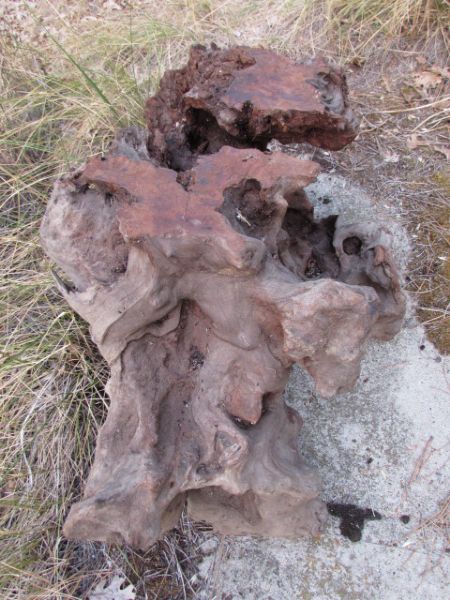 REDWOOD BURL 