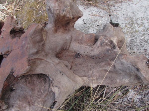 REDWOOD BURL 