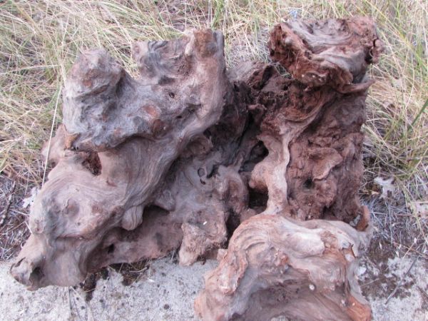 REDWOOD BURL 