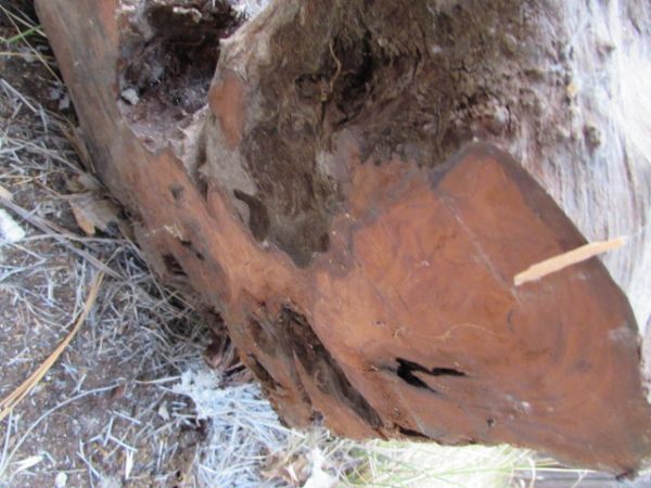 REDWOOD BURL 