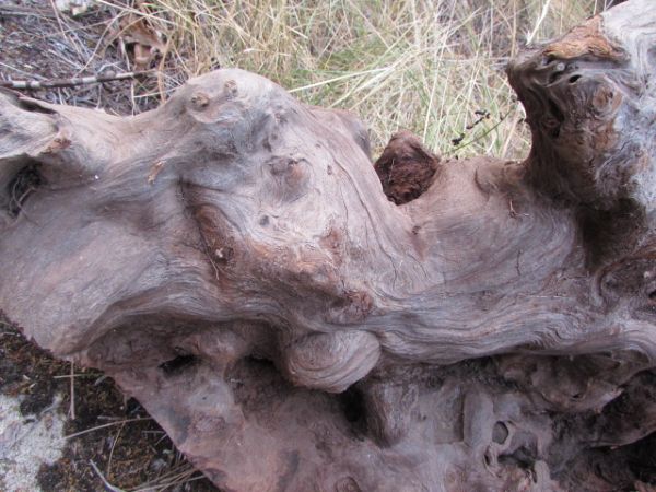 REDWOOD BURL 