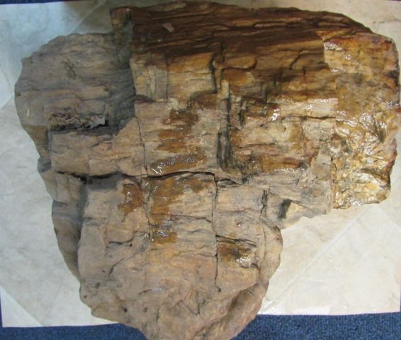 LARGE PIECE OF PETRIFIED WOOD