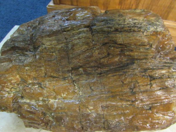 LARGE PIECE OF PETRIFIED WOOD