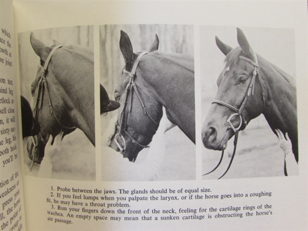 HORSES! VINTAGE BLACK STALLION & MUSTANG COUNTRY MOVIE POSTERS, SHOWER CURTAIN, BOOKS & BEADED HORSE SHOE