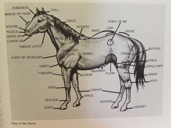HORSES! VINTAGE BLACK STALLION & MUSTANG COUNTRY MOVIE POSTERS, SHOWER CURTAIN, BOOKS & BEADED HORSE SHOE
