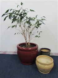 THREE BEAUTIFUL GLAZED CERAMIC POTS & A DOUBLE BRAIDED FICUS LOOKING FOR A GOOD HOME