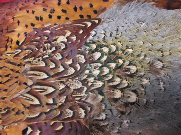 BEAUTIFUL FULL PHEASANT CAPE FOR ALL YOUR FEATHER PROJECTS