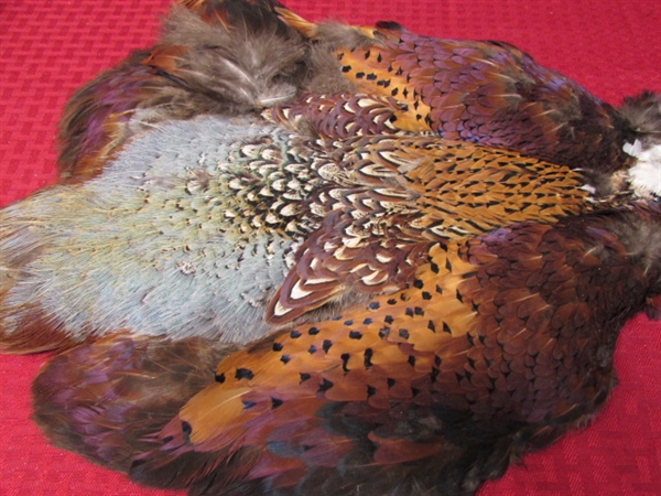 BEAUTIFUL FULL PHEASANT CAPE FOR ALL YOUR FEATHER PROJECTS