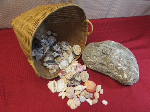 LARGE LANDSCAPE SIZE CONGLOMERATE ROCK WITH FOSSILS, NICE BASKET & SEASHELLS