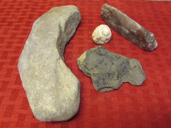 FOSSILS & ANCIENT TOOLS-VERY COOL ARTIFACTS!