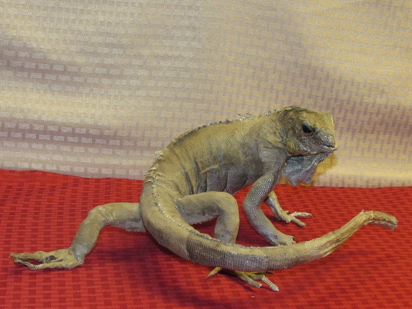 PET TUATARA LIZARD  FROM NEW ZEALAND. . .YOU DON'T EVEN HAVE TO FEED HIM!