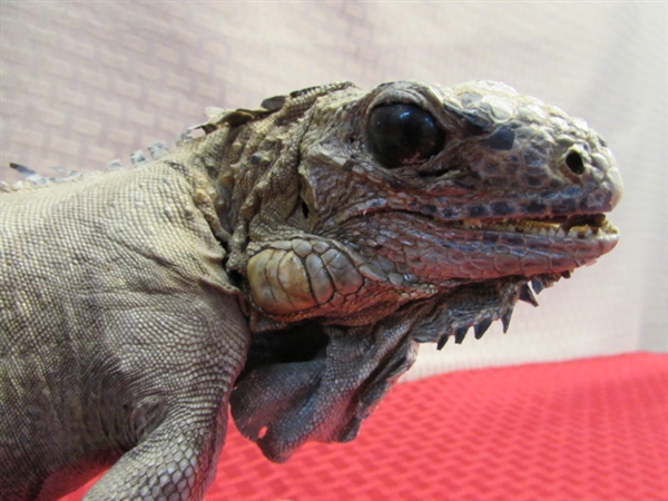 PET TUATARA LIZARD  FROM NEW ZEALAND. . .YOU DON'T EVEN HAVE TO FEED HIM!