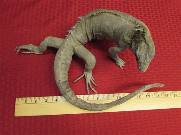 PET TUATARA LIZARD  FROM NEW ZEALAND. . .YOU DON'T EVEN HAVE TO FEED HIM!