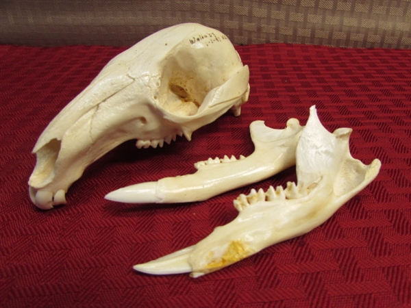 REAL NEW ZEALAND WALLABY SKULL-COOL!